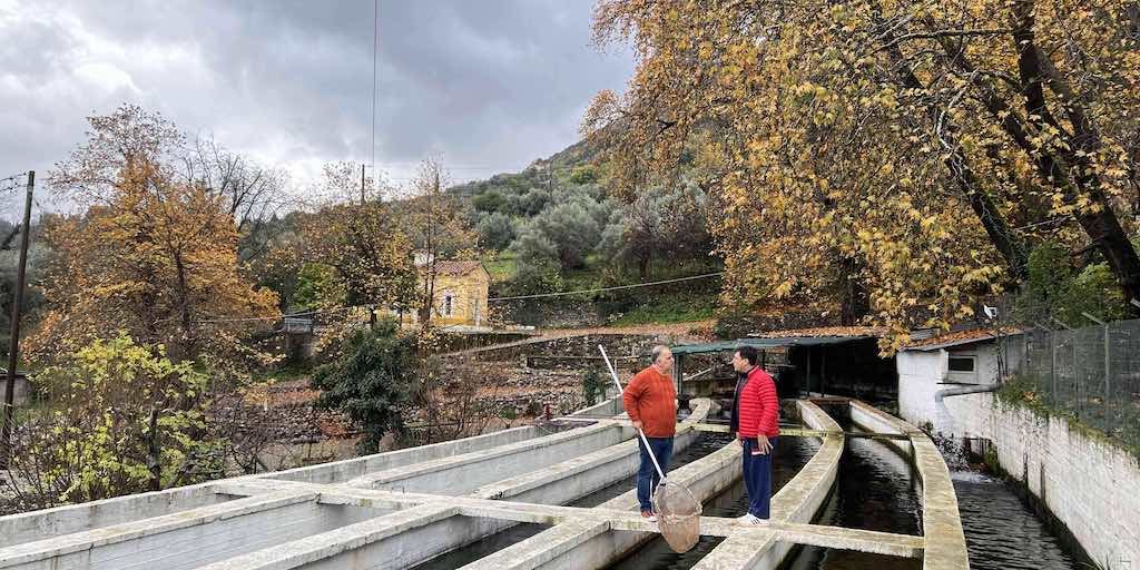 IMG_1476 2 Ταΰγετος: Ψάρεμα σολομού πέστροφας & οξύρρυγχου στο χωριό Καστόρειο