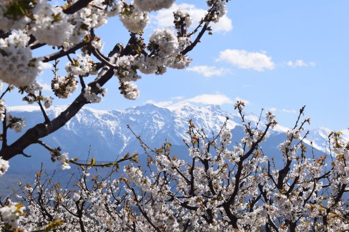 Ραντεβού: Στις Ανθισμένες Κερασιές της Πιερίας