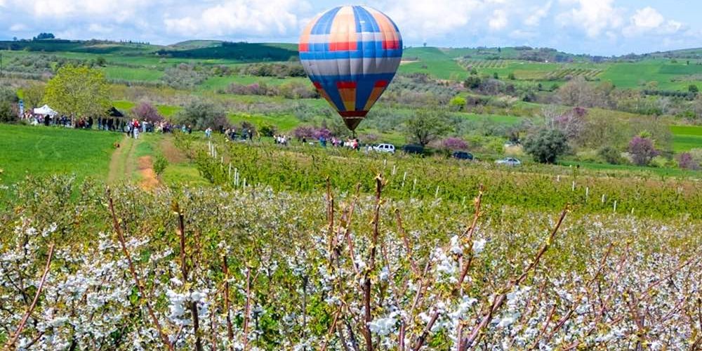 1 Ανθισμένες Κερασιές Πιερίας: 2025 (video pics)