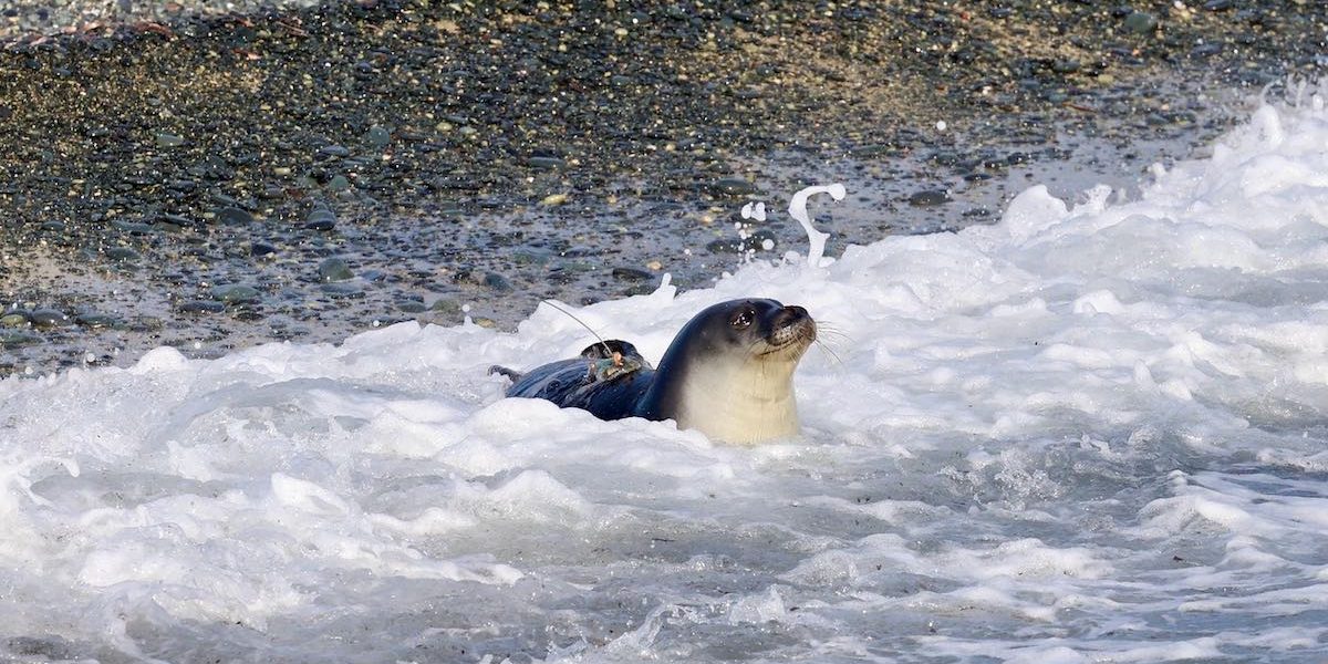 Πάφος: Απελευθέρωση φώκιας στο Cap St george's